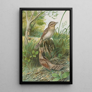 Johann Friedrich Naumann - Jynx torquilla.webp