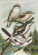 Lanius excubitor borealis Lanius meridionalis Lanius excubitor Homeyeri - Johann Friedrich Naumann — visning af kunstværket