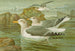 Goéland argenté Brunn - Johann Friedrich Naumann — visning af kunstværket