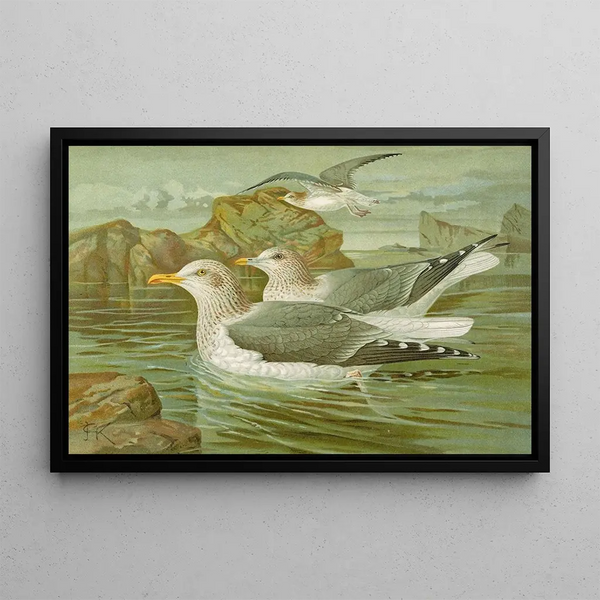 Johann Friedrich Naumann - Larus argentatus Brunn.webp