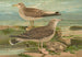 Larus canus Larus argentatus Brunn - Johann Friedrich Naumann — visning af kunstværket
