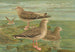 Larus fuscus Larus marinus Larus glaucus Brünn - Johann Friedrich Naumann — visning af kunstværket