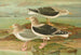 Larus fuscus Larus marinus Larus glaucus Brunn - Johann Friedrich Naumann — visning af kunstværket
