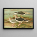 Larus fuscus Larus marinus Larus glaucus Brunn - Johann Friedrich Naumann — indrammet kunstværk på væggen