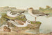 Larus minutus Pall Larus ridibundus Larus melanocephalus - Johann Friedrich Naumann — visning af kunstværket