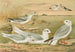 Larus minutus Pall, Larus ridibundus, Larus melanocephalus Natt, Larus Philadelphia Ord - Johann Friedrich Naumann — visning af kunstværket