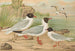 Larus minutus Pall, Larus ridibundus, Larus melanocephalus, Natt, Larus minutus Pall - Johann Friedrich Naumann — visning af kunstværket