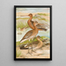 Limosa limosa Limosa lapponica - Johann Friedrich Naumann — indrammet kunstværk på væggen