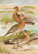 Limosa limosa Limosa lapponica - Johann Friedrich Naumann — visning af kunstværket