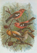 Loxia leucoptera Gm Loxia bifasciata Brehm - Johann Friedrich Naumann — visning af kunstværket