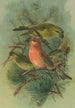 Loxia pityopsittacus Bechst - Johann Friedrich Naumann — visning af kunstværket