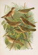 Lusciniola fuscata melanopogon Locustella naevia luscinioides certhiola - Johann Friedrich Naumann — visning af kunstværket