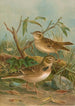 Melanocorypha calandra Lullula arborea - Johann Friedrich Naumann — visning af kunstværket