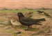 Melanocorypha yeltoniensis - Johann Friedrich Naumann — visning af kunstværket
