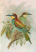 Merops apiaster - Johann Friedrich Naumann — visning af kunstværket