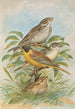 Miliaria calandra Emberiza melanocephala Scopoli - Johann Friedrich Naumann — visning af kunstværket