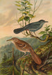 Mimus carolinensis Harporhynchus rufus - Johann Friedrich Naumann — visning af kunstværket