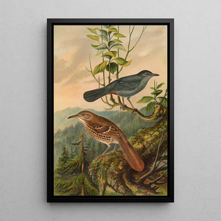 Johann Friedrich Naumann - Mimus carolinensis Harporhynchus rufus.webp