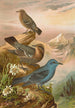 Monticola cyanus - Johann Friedrich Naumann — visning af kunstværket