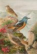 Monticola saxatilis - Johann Friedrich Naumann — visning af kunstværket