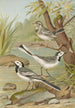 Motacilla alba - Johann Friedrich Naumann — visning af kunstværket
