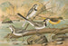Motacilla alba, Motacilla boarula - Johann Friedrich Naumann — visning af kunstværket