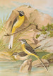 Motacilla boarula - Johann Friedrich Naumann — visning af kunstværket