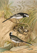 Motacilla lugubris Temm - Johann Friedrich Naumann — visning af kunstværket