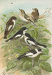 Muscicapa atricapill Muscicapa collaris semitorquata Muscicapa collaris Bechst - Johann Friedrich Naumann — visning af kunstværket