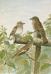 Muscicapa grisola Muscicapa atricapilla - Johann Friedrich Naumann — visning af kunstværket