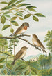 Muscicapa parva Bechst af Johann Friedrich Naumann — visning af kunstværket