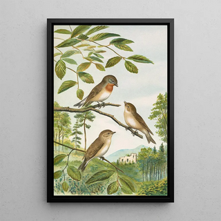 Johann Friedrich Naumann - Muscicapa parva Bechst.webp