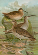 Numenius phaeopus Numenius tenuirostris Vieill - Johann Friedrich Naumann — visning af kunstværket