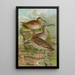 Numenius phaeopus Numenius tenuirostris Vieill - Johann Friedrich Naumann — indrammet kunstværk på væggen