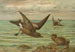 Oceanodroma leucorrhoa Vieill Goéland à queue fourchue - Johann Friedrich Naumann — visning af kunstværket
