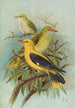 Oriolus oriolus - Johann Friedrich Naumann — visning af kunstværket