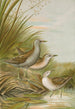 Ortygometra parva - Johann Friedrich Naumann — visning af kunstværket