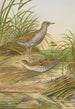 Ortygometra pusilla - Johann Friedrich Naumann — visning af kunstværket