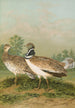 Otis tetrax - Johann Friedrich Naumann — visning af kunstværket