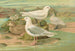 Pagophila eburnea, Phipps, Larus leucopterus, Faber - Johann Friedrich Naumann — visning af kunstværket