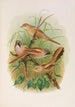Panurus biarmicus - Johann Friedrich Naumann — visning af kunstværket