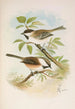 Parus cinctus Parus lugubris - Johann Friedrich Naumann — visning af kunstværket