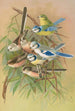 Parus coeruleus Aegithalus caudatus caudatus vagans caudatus Irbyi Parus cyanus Pall - Johann Friedrich Naumann — visning af kunstværket