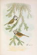 Parus cristatus - Johann Friedrich Naumann — visning af kunstværket