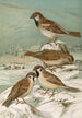Passer domesticus Passer montanus - Johann Friedrich Naumann — visning af kunstværket