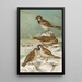 Passer domesticus Passer montanus - Johann Friedrich Naumann — indrammet kunstværk på væggen