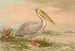 hvid pelikan - Johann Friedrich Naumann — visning af kunstværket