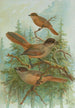 Perisoreus infaustus - Johann Friedrich Naumann — visning af kunstværket