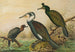 Phalacrocorax carbo, Phalacrocorax graculus, Phalacrocorax pygmaeus - Johann Friedrich Naumann — visning af kunstværket