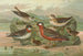 Phalaropus fulicarius Phalaropus lobatus - Johann Friedrich Naumann — visning af kunstværket
